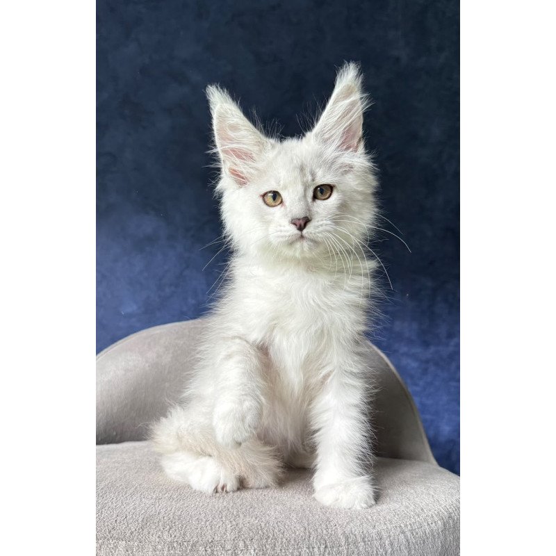 Maine Coon NOV Devil