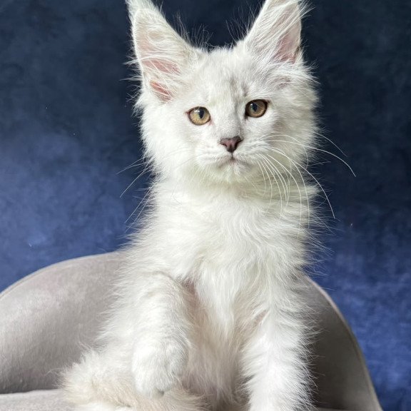 Maine Coon NOV Devil