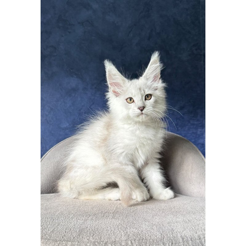 Maine Coon NOV Devil