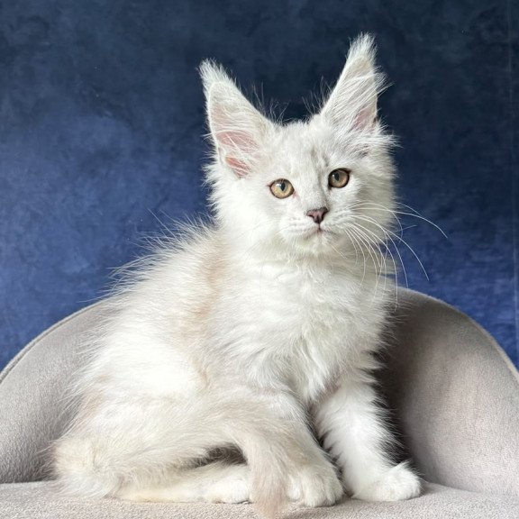 Maine Coon NOV Devil