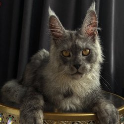 Maine Coon NOV Dimal