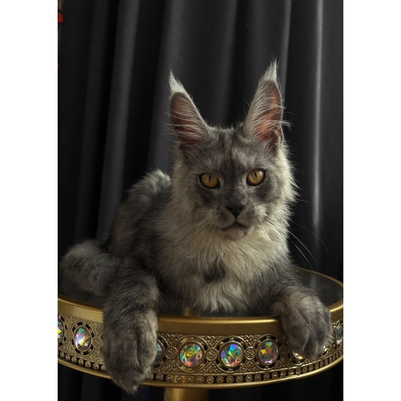 Maine Coon NOV Dimal