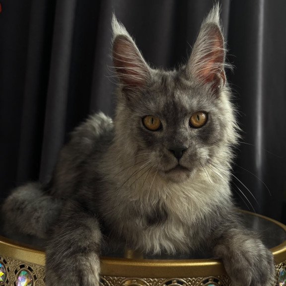 Maine Coon NOV Dimal