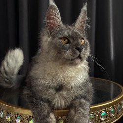 Maine Coon NOV Dimal