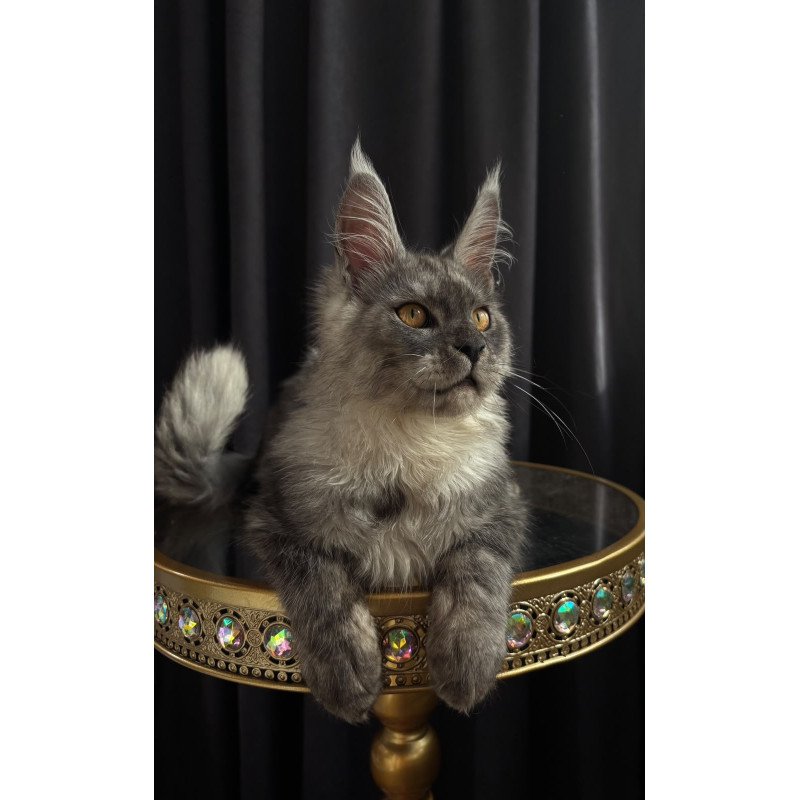 Maine Coon NOV Dimal