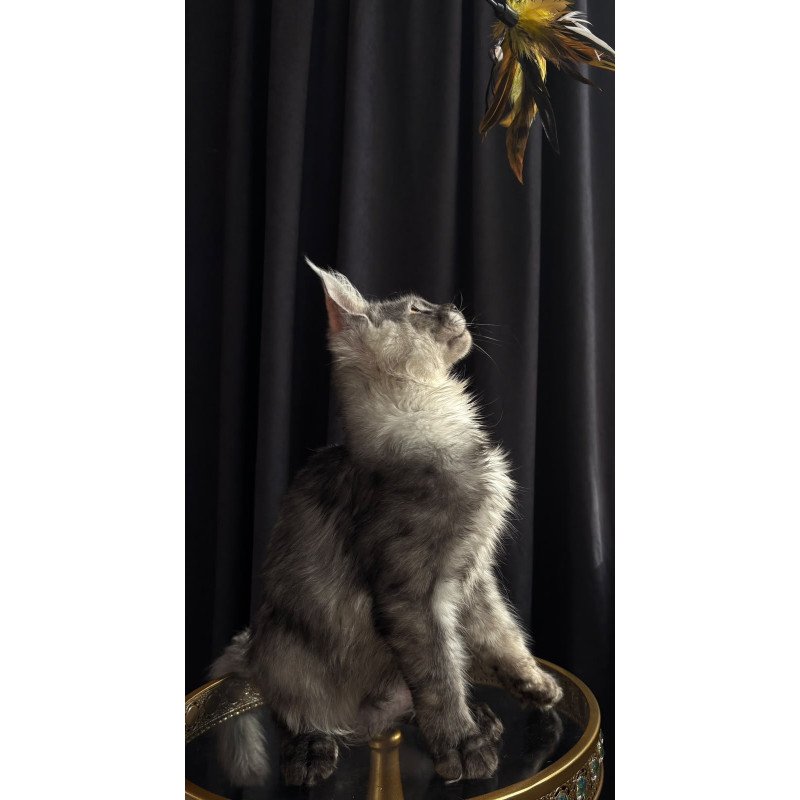 Maine Coon NOV Dimal