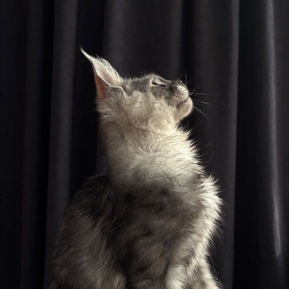 Maine Coon NOV Dimal