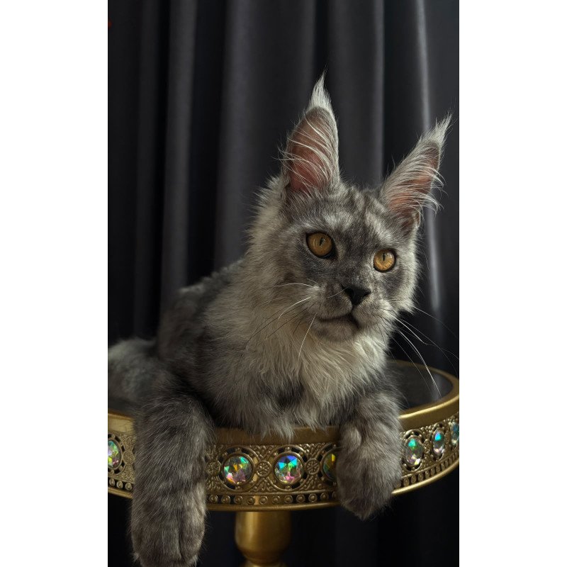 Maine Coon NOV Dimal