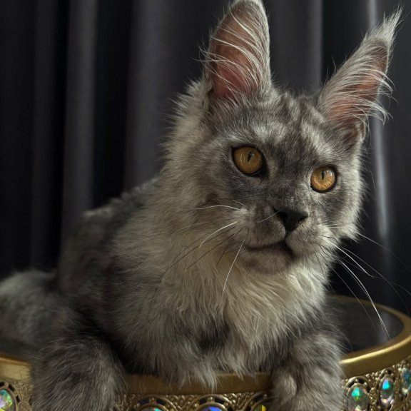 Maine Coon NOV Dimal