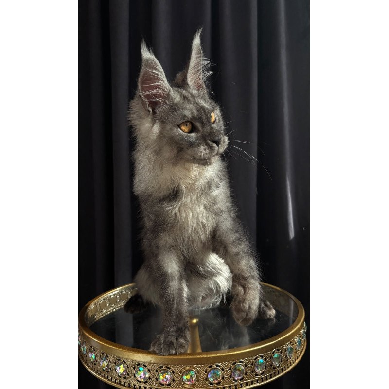 Maine Coon NOV Dimal