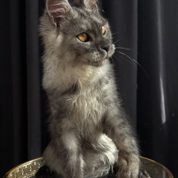 Maine Coon NOV Dimal