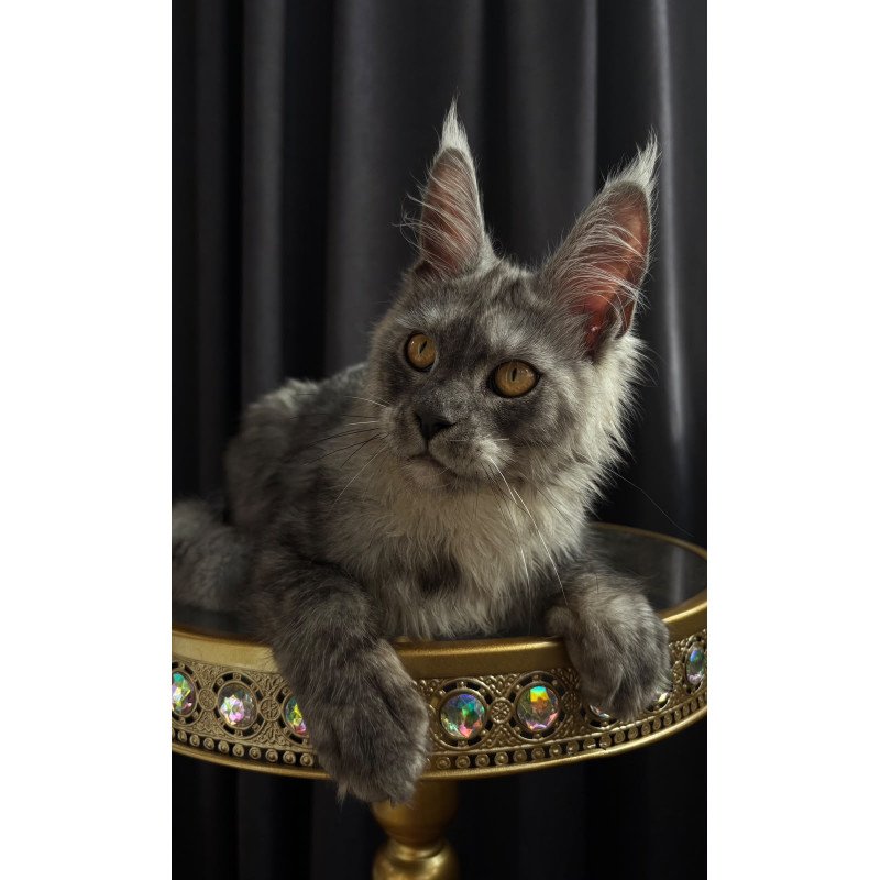 Maine Coon NOV Dimal