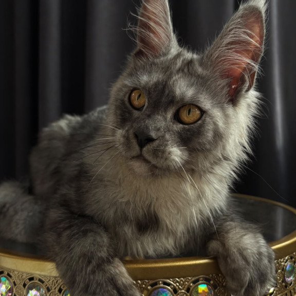 Maine Coon NOV Dimal