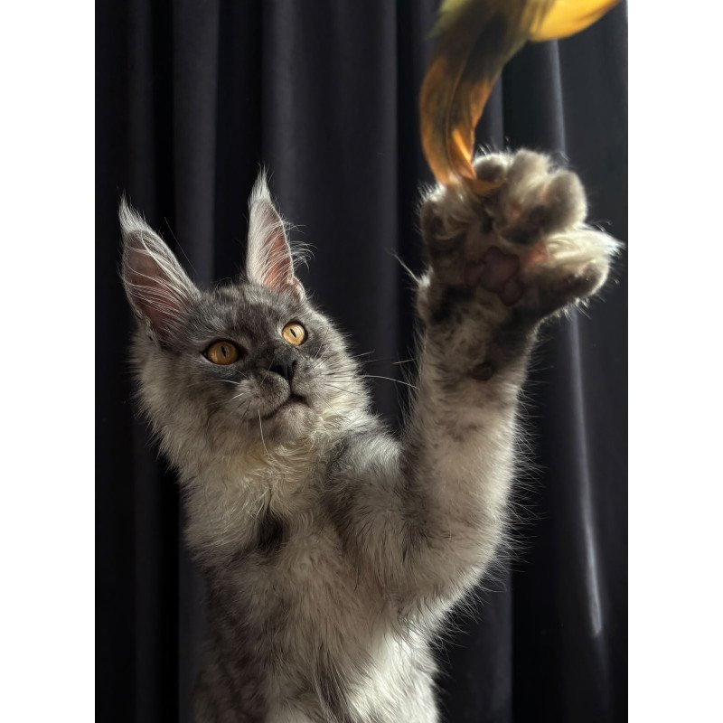 Maine Coon NOV Dimal