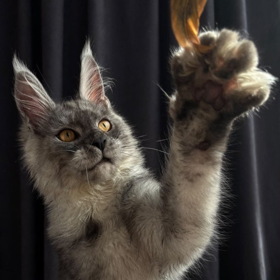 Maine Coon NOV Dimal