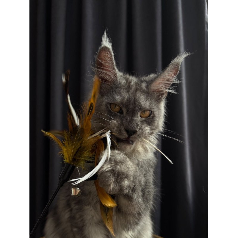 Maine Coon NOV Dimal