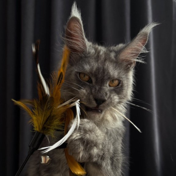 Maine Coon NOV Dimal