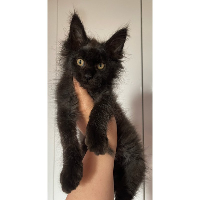 Maine Coon NOV Cozy Ace