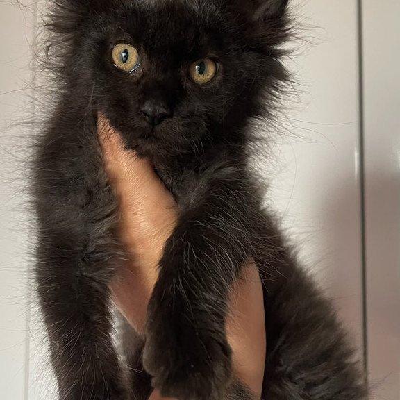 Maine Coon NOV Cozy Ace