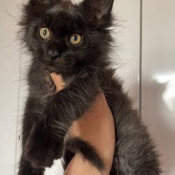 Maine Coon NOV Cozy Ace