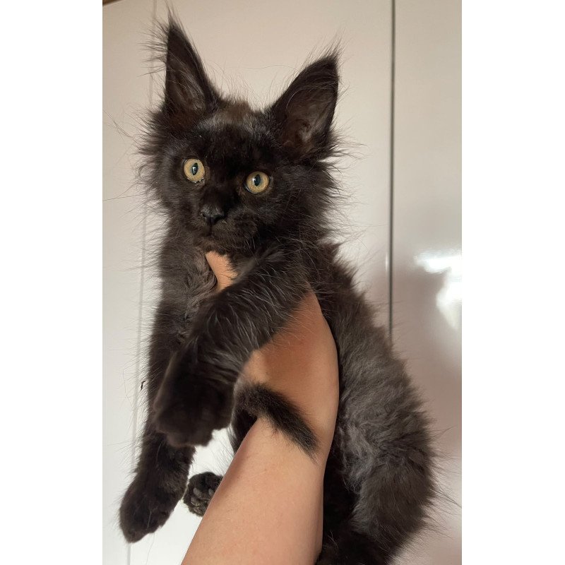 Maine Coon NOV Cozy Ace