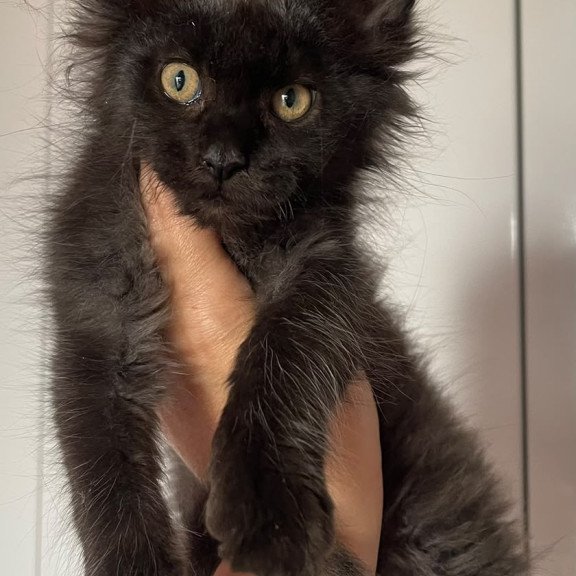 Maine Coon NOV Cozy Ace