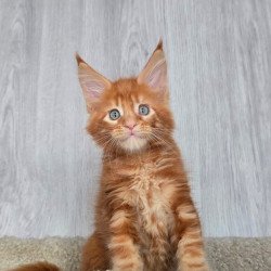 Maine Coon NOV Elvin