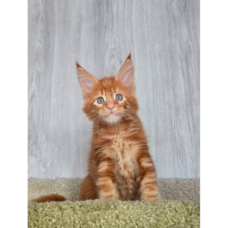 Maine Coon NOV Elvin