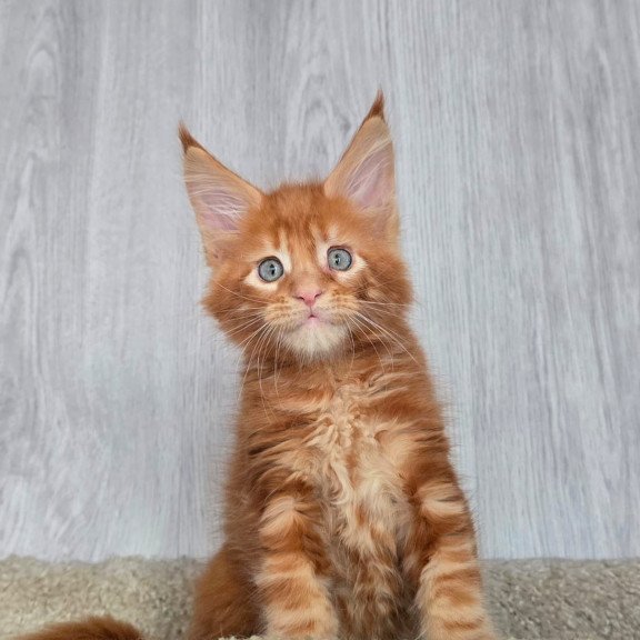 Maine Coon NOV Elvin