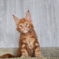 Maine Coon NOV Elvin