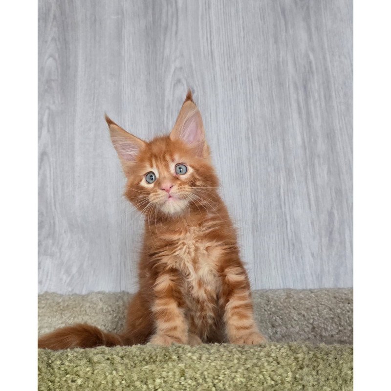 Maine Coon NOV Elvin