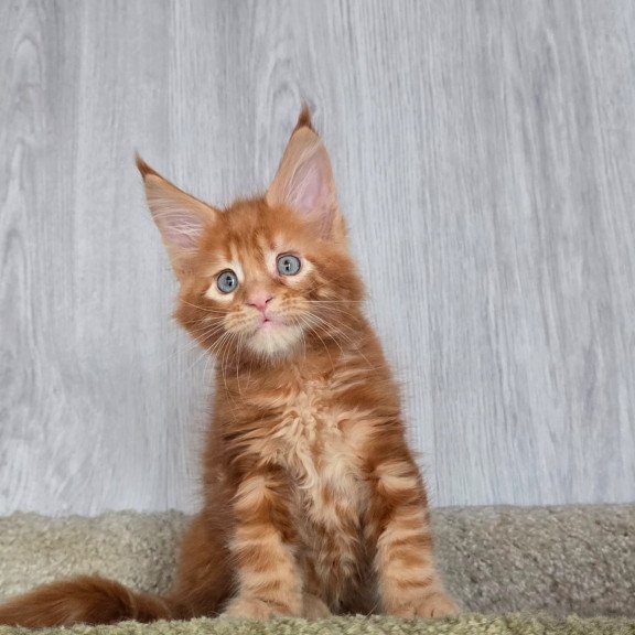 Maine Coon NOV Elvin