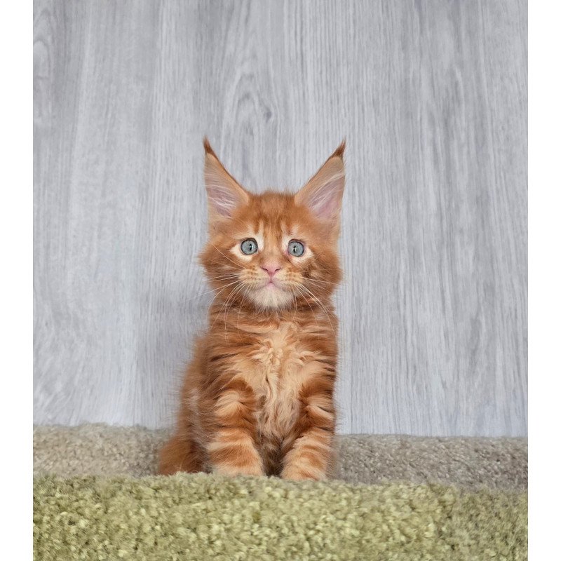 Maine Coon NOV Elvin