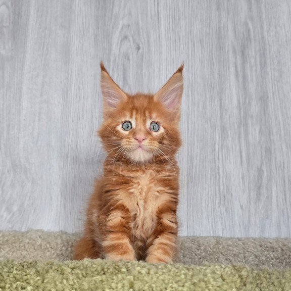 Maine Coon NOV Elvin