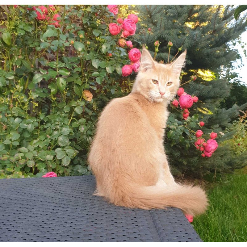 Maine Coon NOV Hamilton