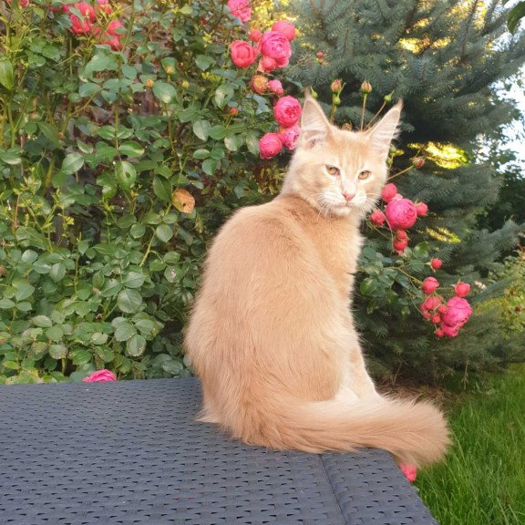 Maine Coon NOV Hamilton