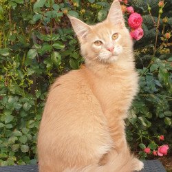 Maine Coon NOV Hamilton