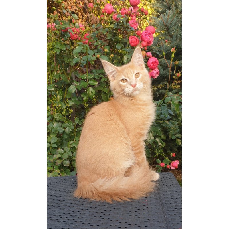 Maine Coon NOV Hamilton