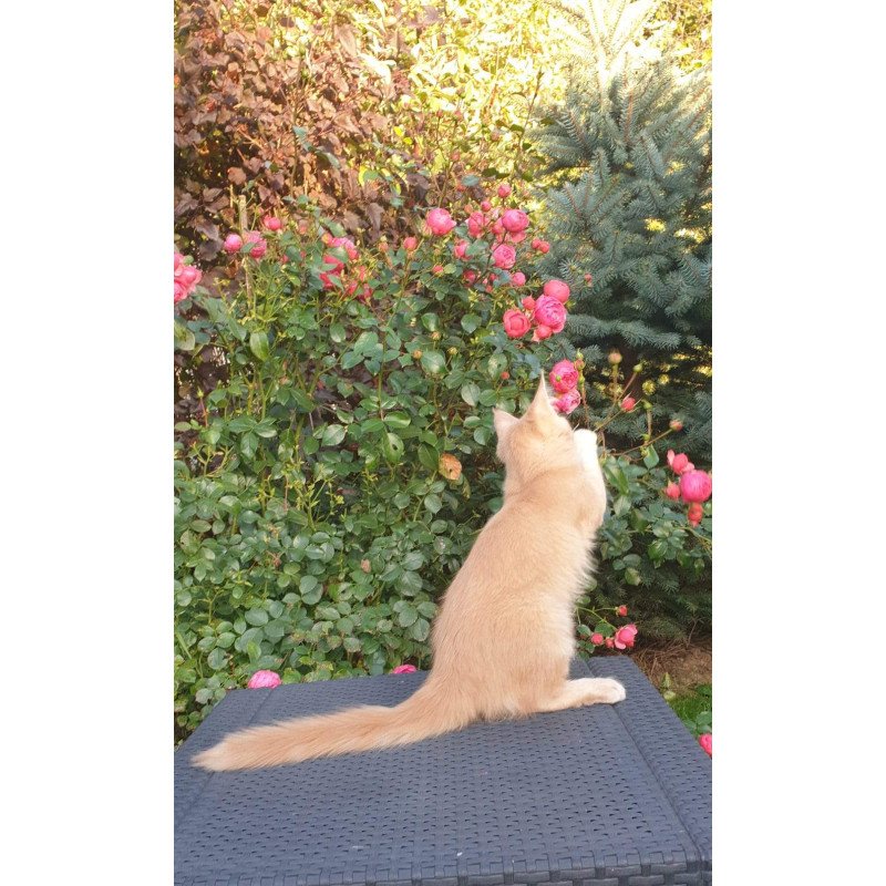 Maine Coon NOV Hamilton