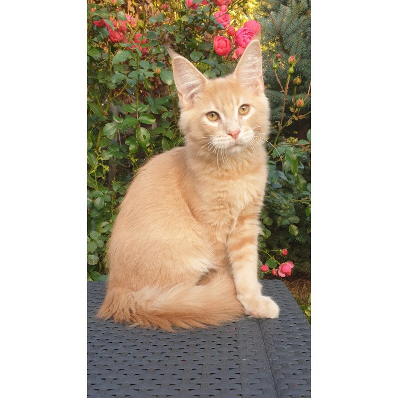 Maine Coon NOV Hamilton
