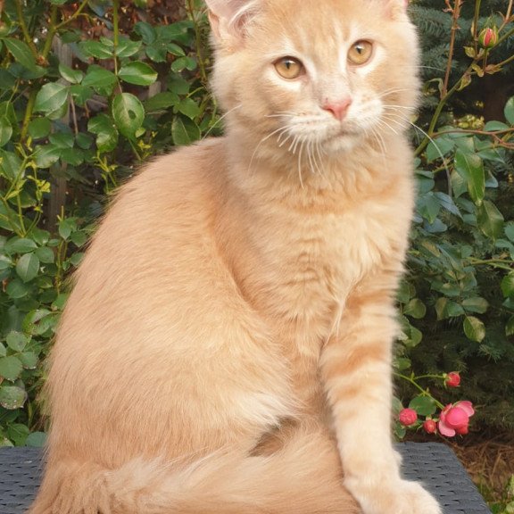 Maine Coon NOV Hamilton