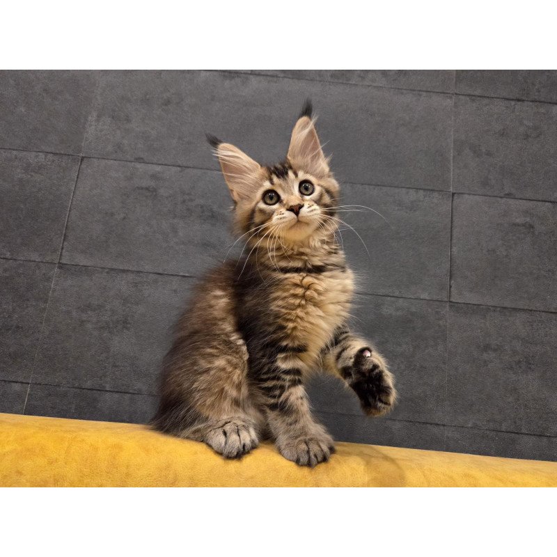 Maine Coon NOV Ruslana Polydactyl