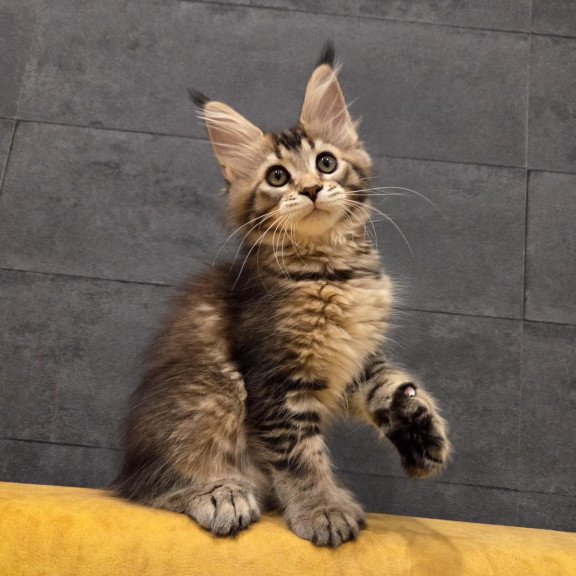 Maine Coon NOV Ruslana Polydactyl