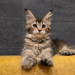Maine Coon NOV Ruslana...