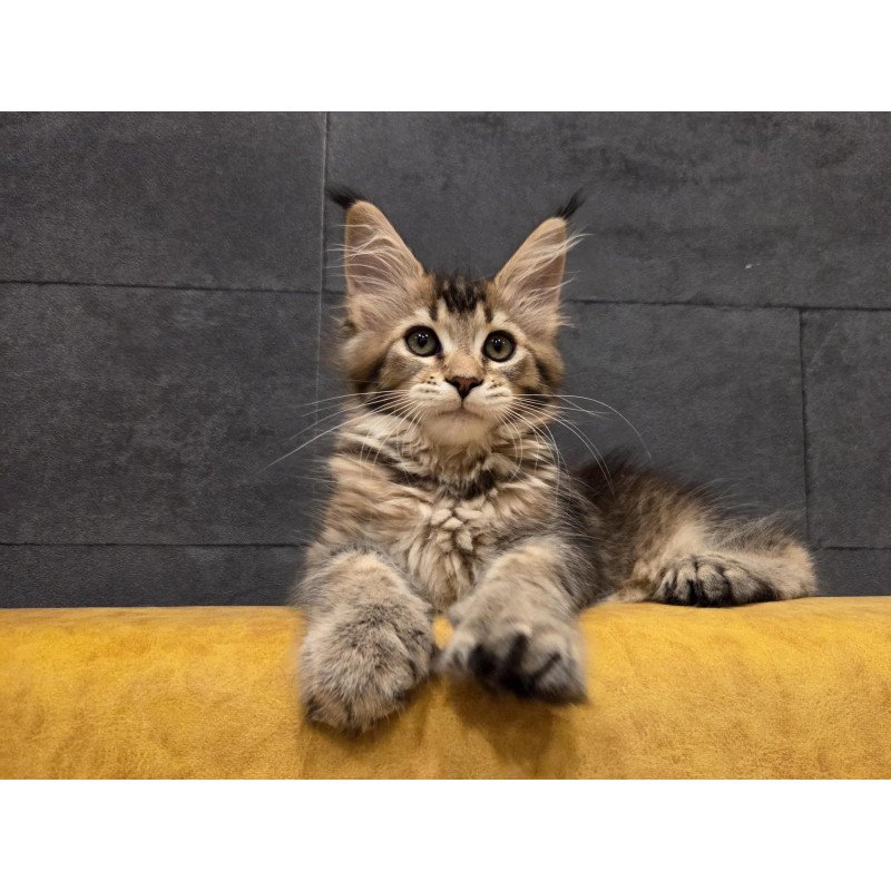 Maine Coon NOV Ruslana Polydactyl