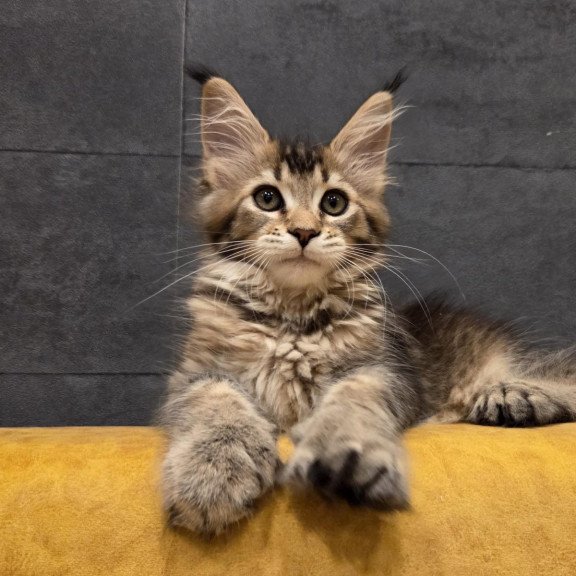 Maine Coon NOV Ruslana Polydactyl