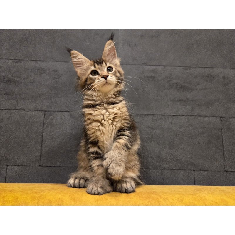 Maine Coon NOV Ruslana Polydactyl