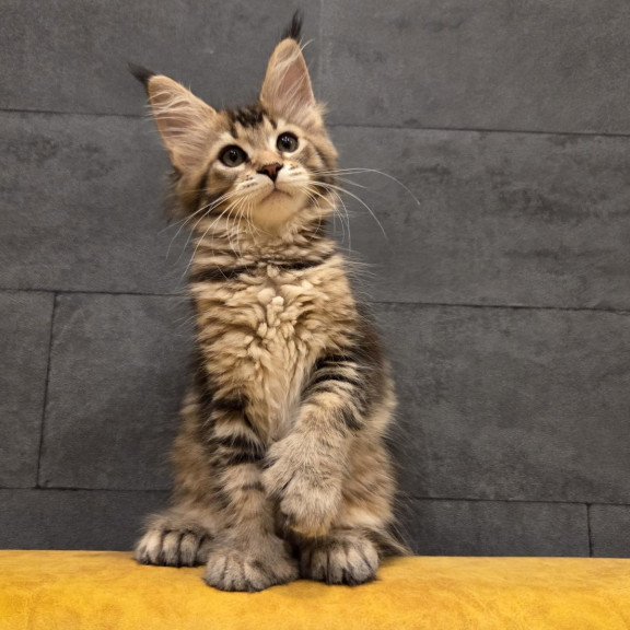 Maine Coon NOV Ruslana Polydactyl
