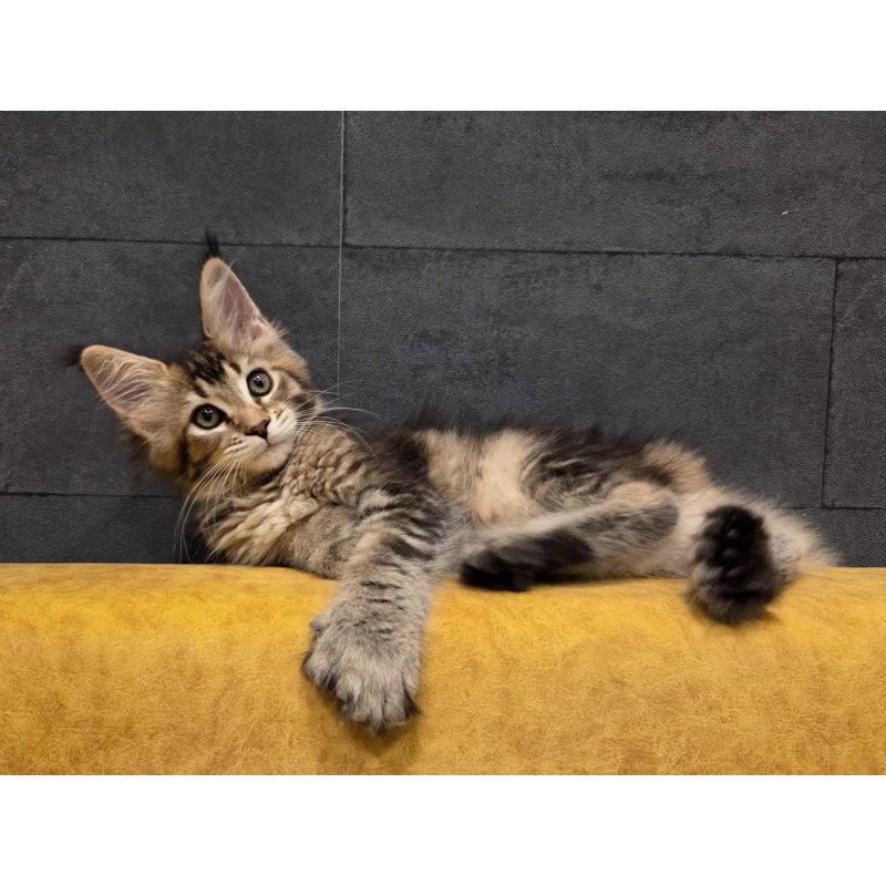 Maine Coon NOV Ruslana Polydactyl