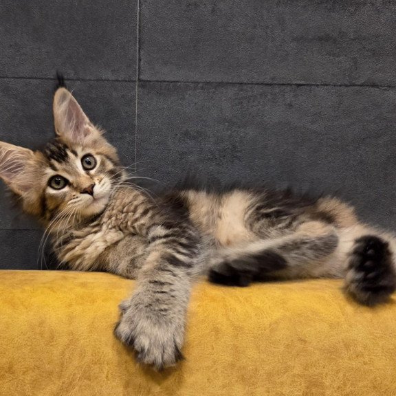 Maine Coon NOV Ruslana Polydactyl